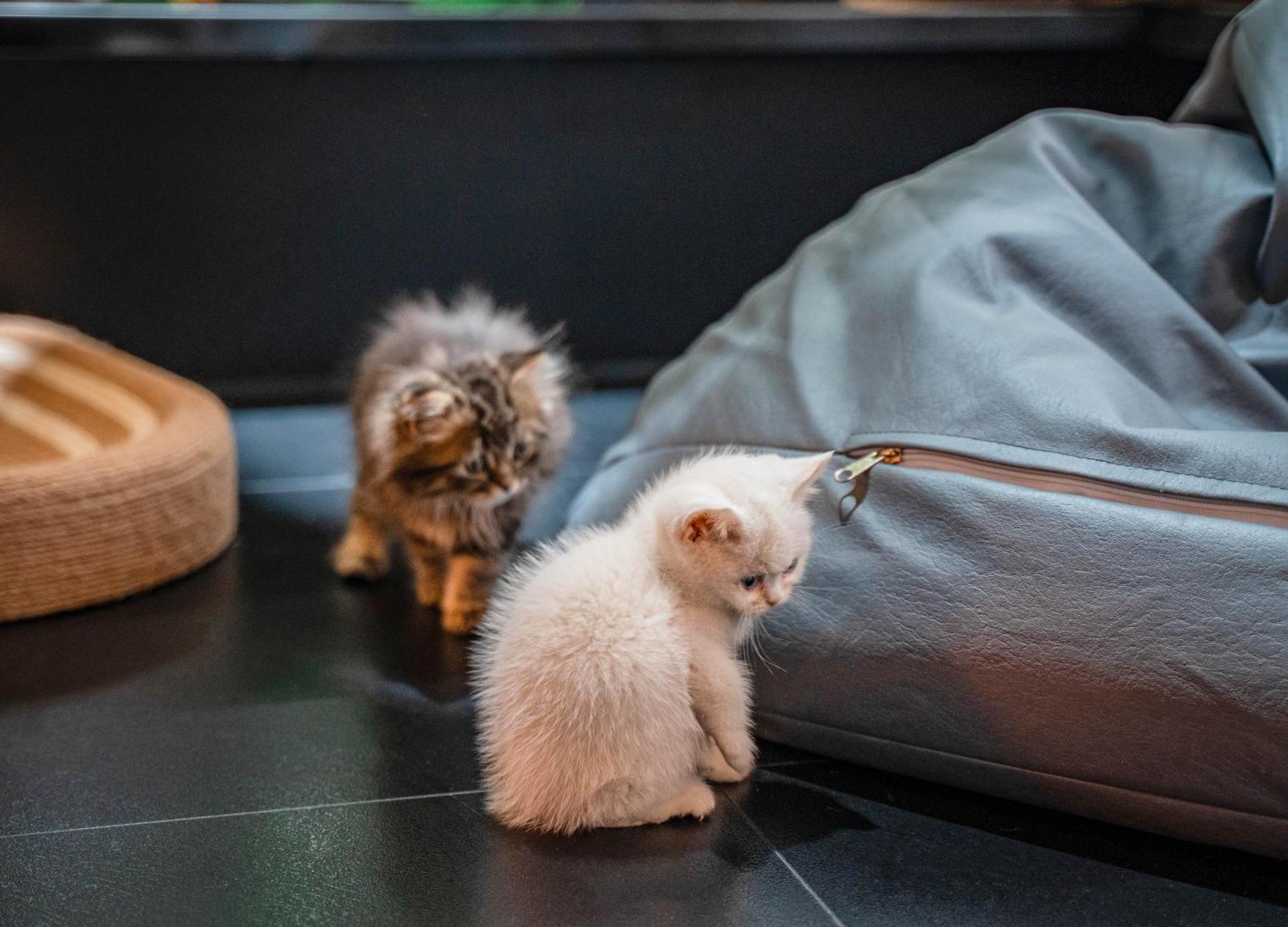 Hesu Designer Hotel & Suites -Near Xi'An Drum Tower And Yongning Gate -Free Laundry Luggage Storage -Kitty Cafe With Freshly Ground Coffee -24H Front Desk -English Service Εξωτερικό φωτογραφία